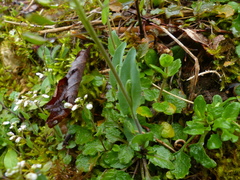 Noccaea perfoliata
