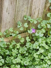 Campanula poscharskyana