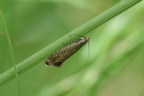 Speckled Fanner