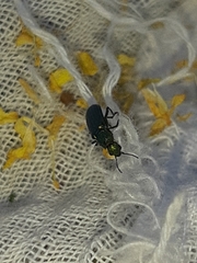 Psilothrix viridicoerulea