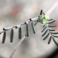 Astragalus didymocarpus