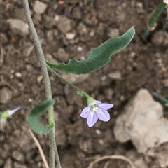 Convolvulus simulans