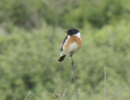 European Stonechat