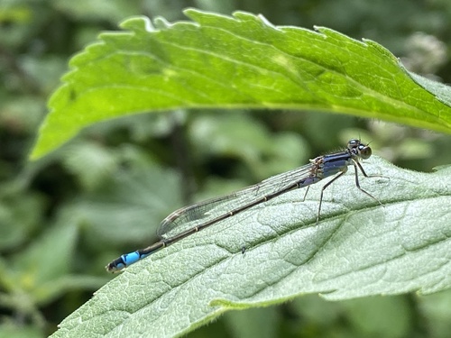 Blue-tailed Damselfly