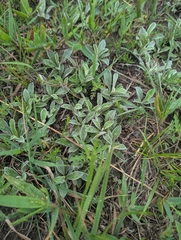 Antennaria neglecta, photograph (c) Brandon Clark, some rights reserved (CC BY)