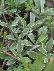 Antennaria neglecta, photograph (c) Brandon Clark, some rights reserved (CC BY)