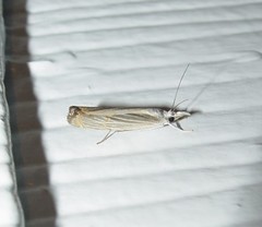 Parapediasia decorellus