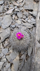 Rapicactus beguinii