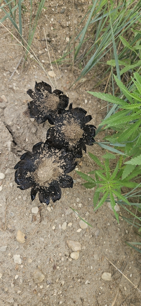 Star-capped Coprinus · June 2026 · photo: Photo: (c) Robert Hoard, some rights reserved (CC BY) · iNaturalist