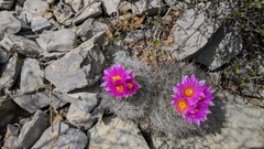 Rapicactus beguinii