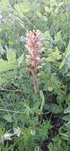 Orobanche alsatica