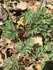 Dicentra cucullaria