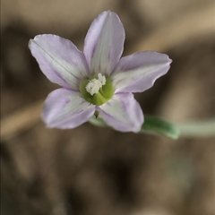 Convolvulus simulans