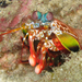 Peacock Mantis Shrimp - Photo (c) Silke Baron, some rights reserved (CC BY)