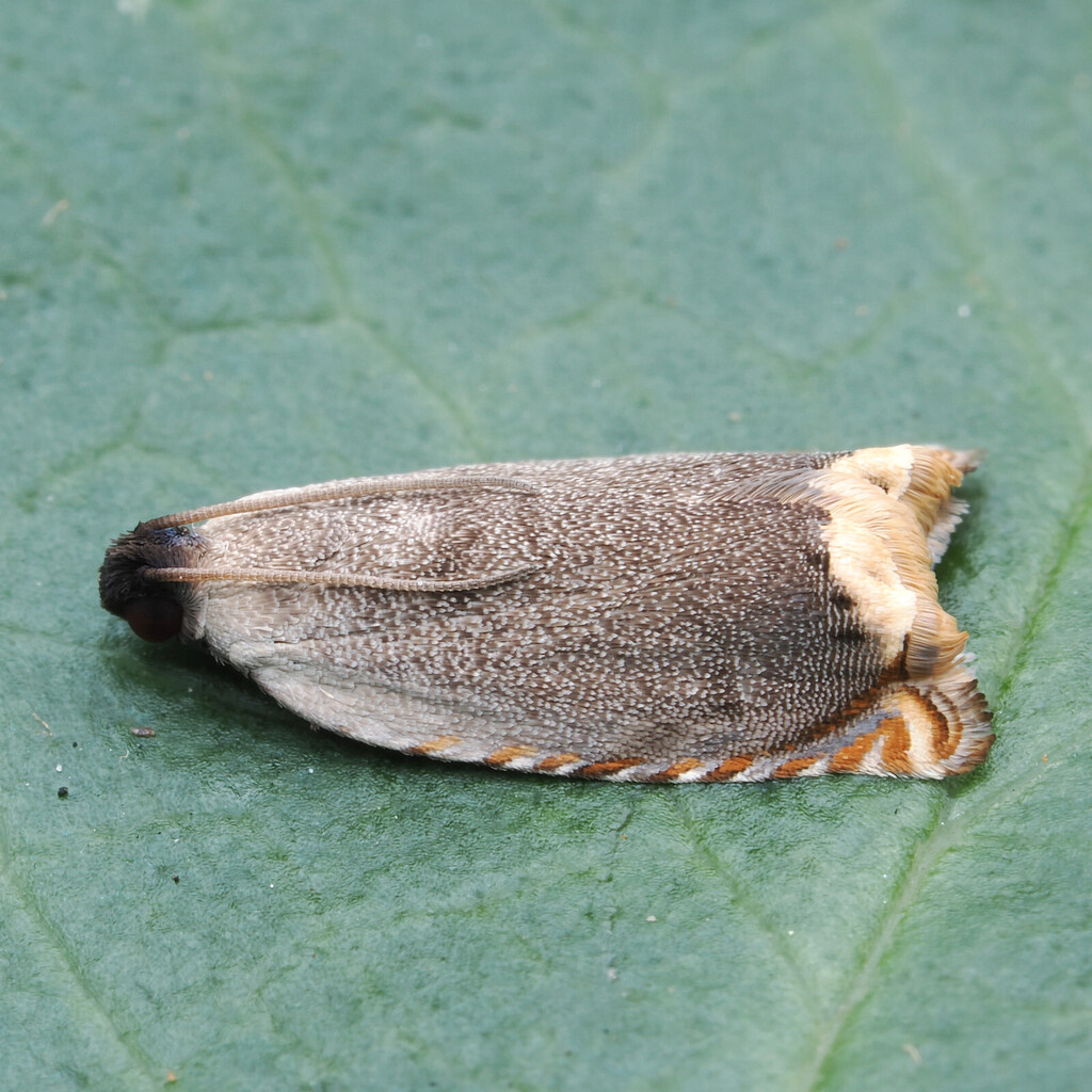 Antichlidas trigonia