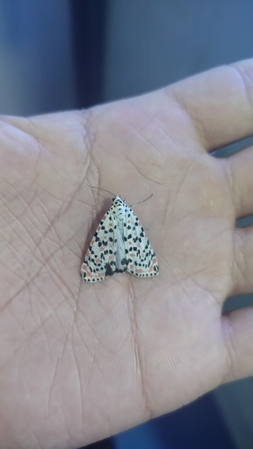 Crimson-speckled Flunkey