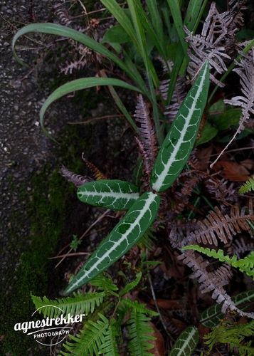 Gardneria multiflora, photograph 1