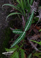 Gardneria multiflora