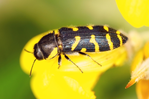 Acmaeodera quadrifasciata