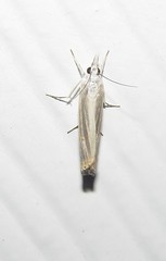 Parapediasia decorellus