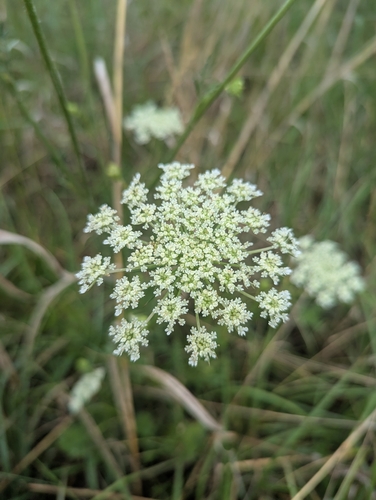 wild carrot