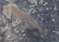 Amphinomidae