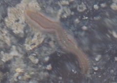 Amphinomidae