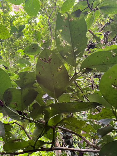 Garcinia linii, photograph 2