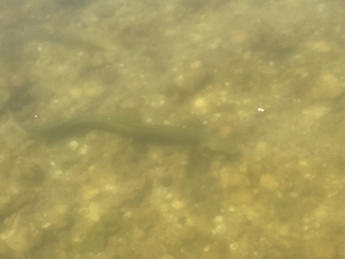 European Eel