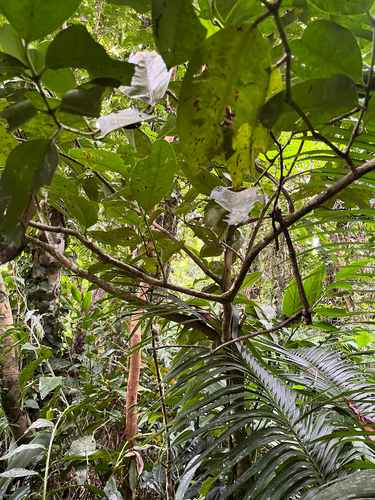Garcinia linii, photograph 4