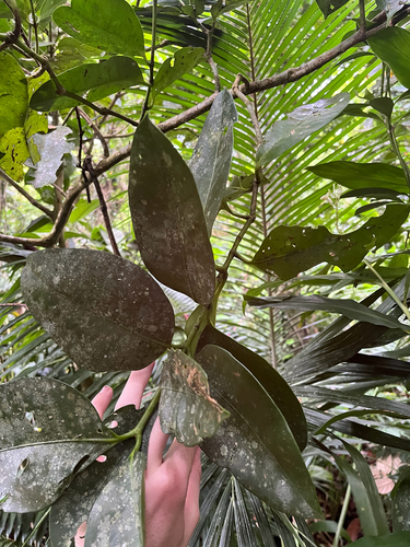Garcinia linii