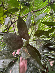 author not stated, no rights reserved Garcinia linii, photograph author not stated, no rights reserved