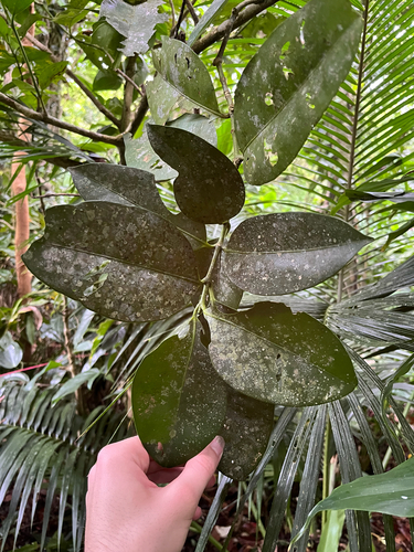 Garcinia linii, photograph 3