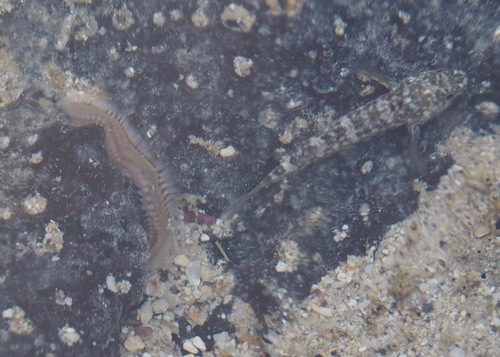 Lined frillfin goby (Bathygobius lineatus) — Gobiidae — 3