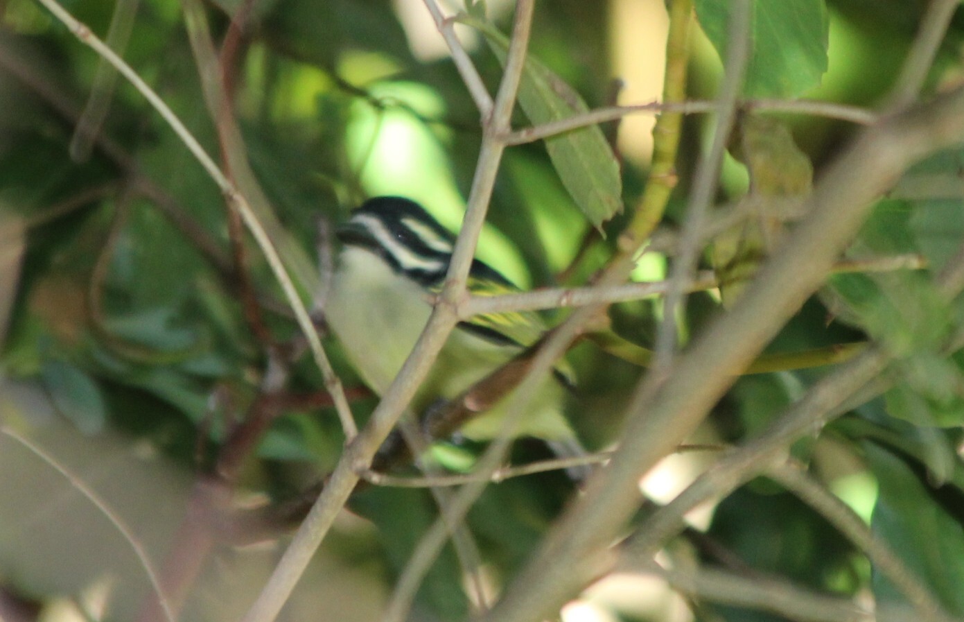 Yellow-rumped Tinkerbird (Pogoniulus bilineatus), photo 3