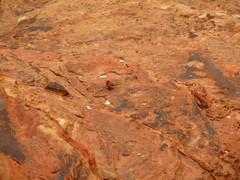 Carpodacus synoicus