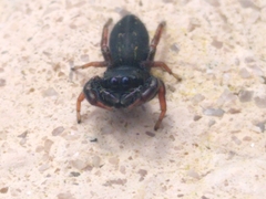 Metacyrba