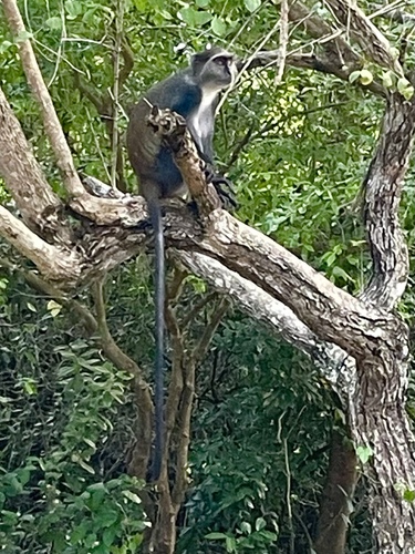 Blue Monkey