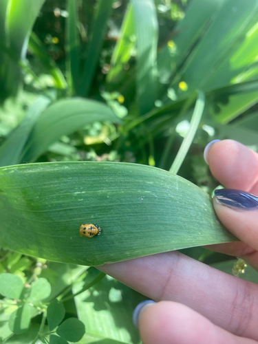 Asian Lady Beetle