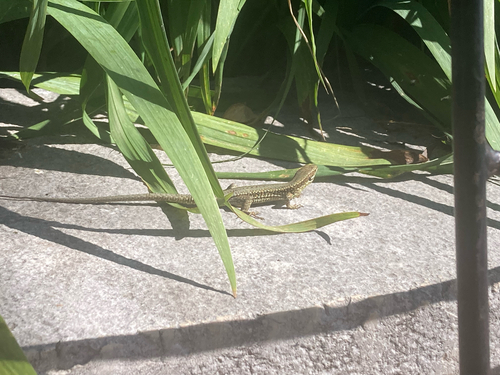 Common Wall Lizard