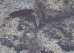Abudefduf concolor