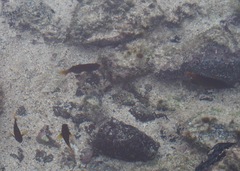 Abudefduf concolor