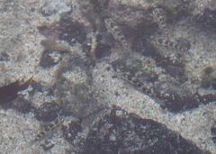 Abudefduf concolor