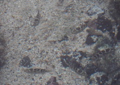 Abudefduf concolor