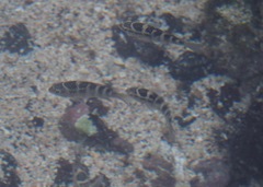 Abudefduf concolor