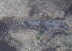 Bathygobius lineatus