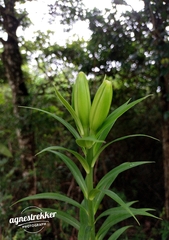Lilium brownii, photograph author not stated, no rights reserved