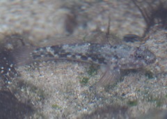 Bathygobius lineatus