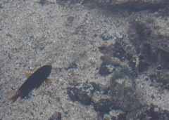 Abudefduf concolor