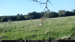 Lycalopex gymnocercus